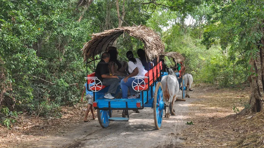 Bullock cart and canoe Tour