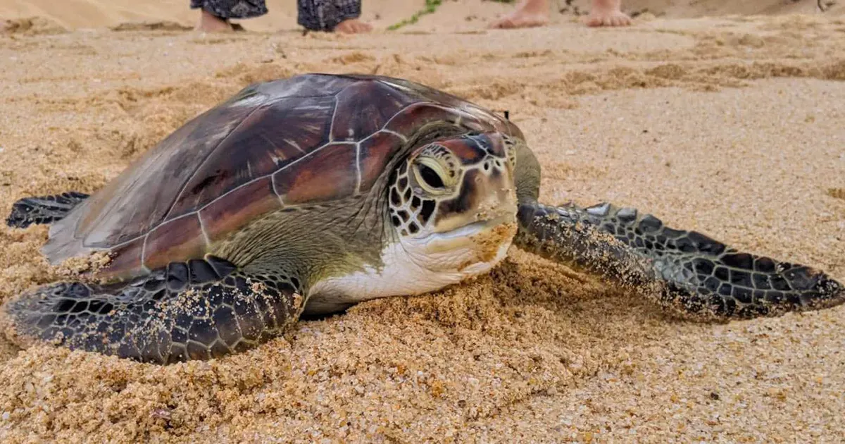 Sea turtle hatchery