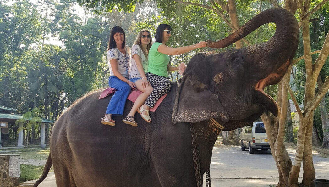 Pinnawala Day Tour from Kandy