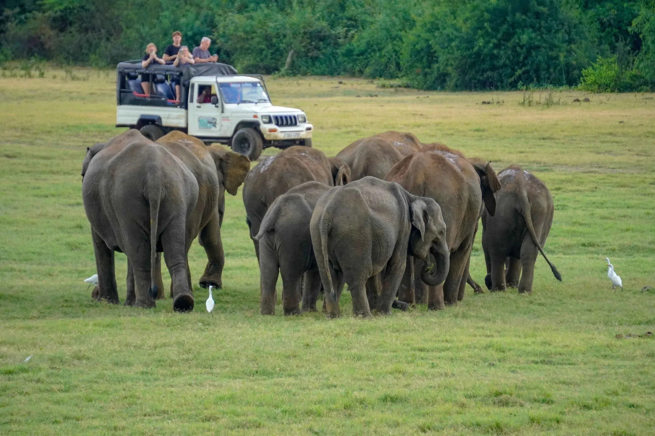 Minneriya Safari