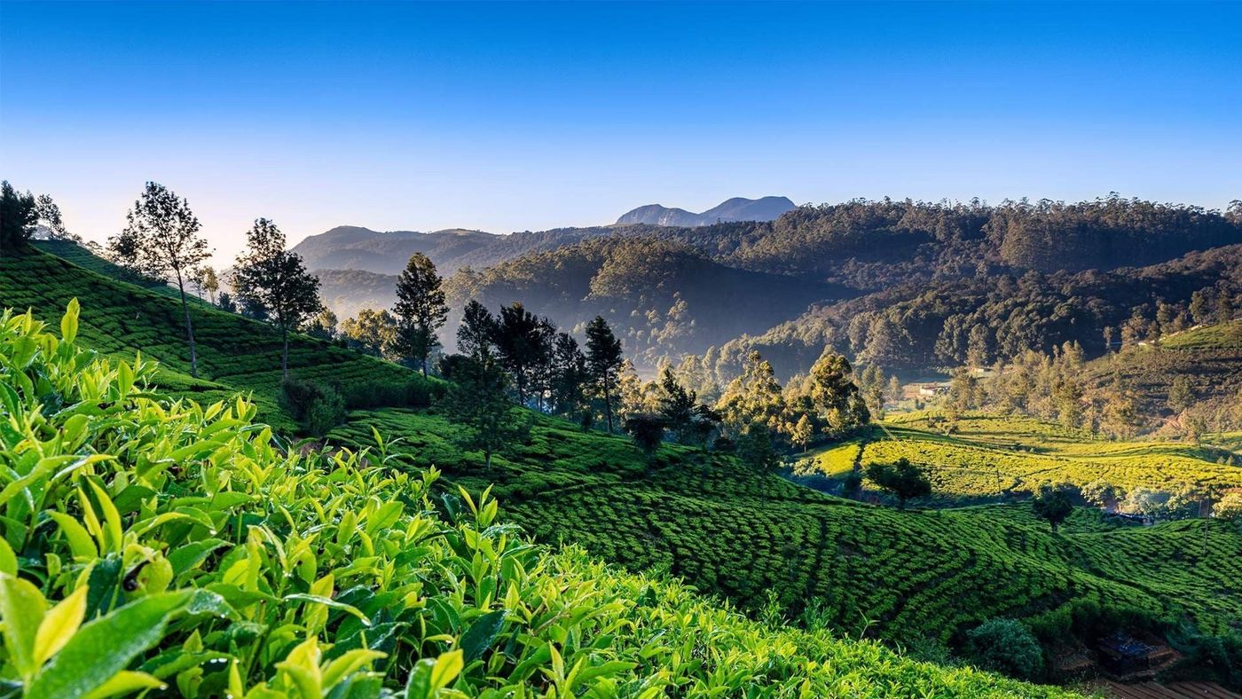 Visit tea plantation and factory.