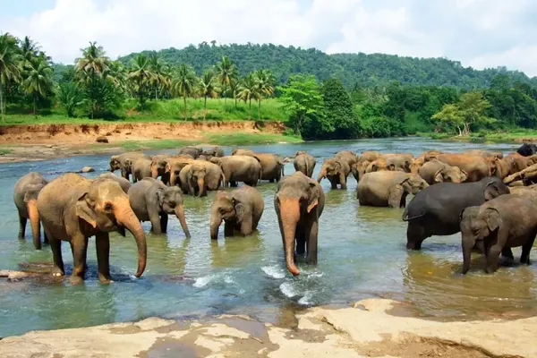 Pinnawala day
