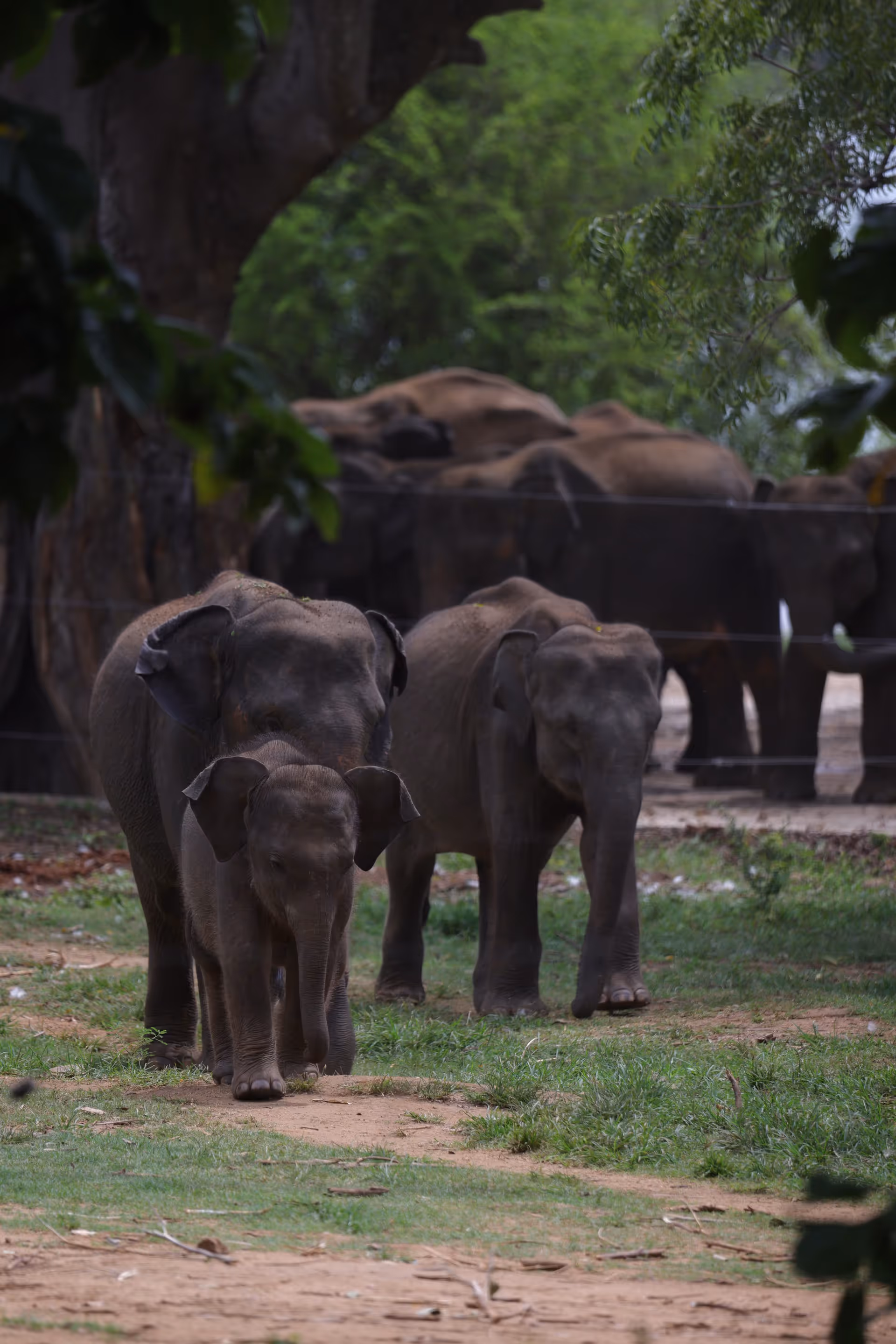 Pinnawala Day Tour from Kandy