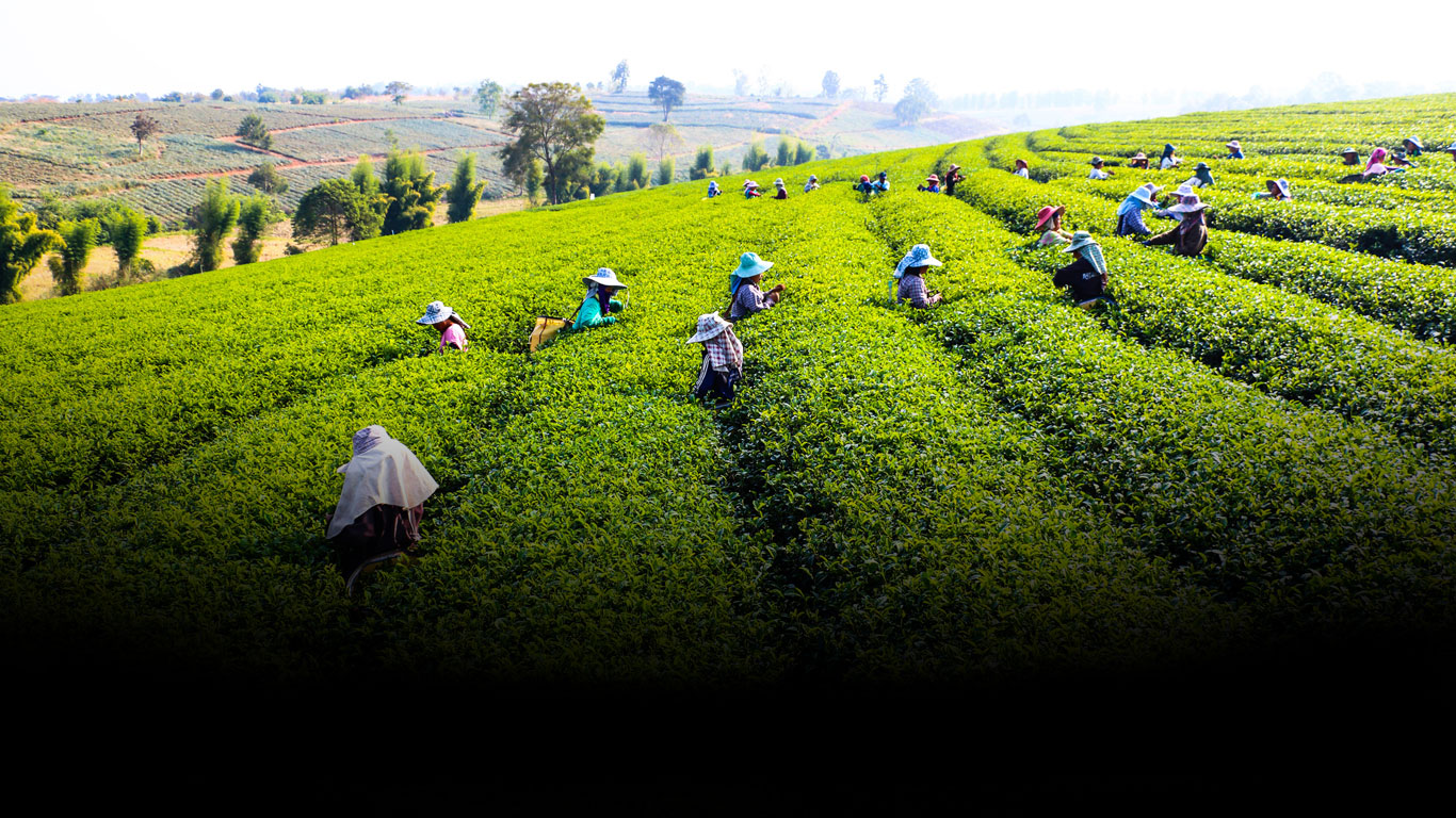 Tea Factory visit