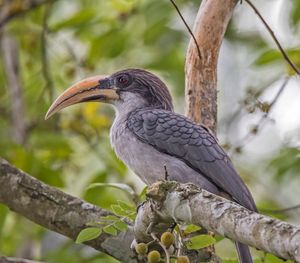 Wilpattu Safari