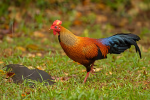 Wilpattu