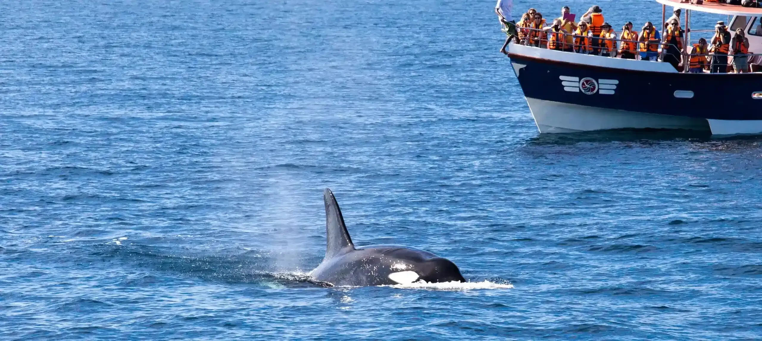Mirissa Whale Watching