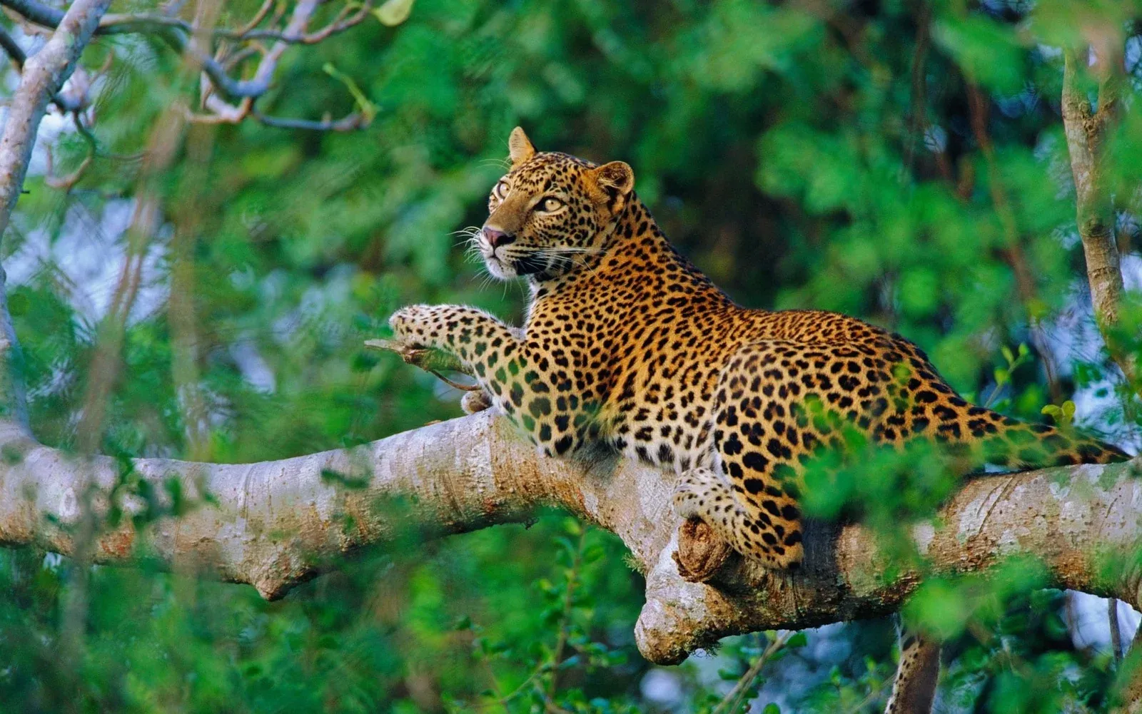 Wilpattu